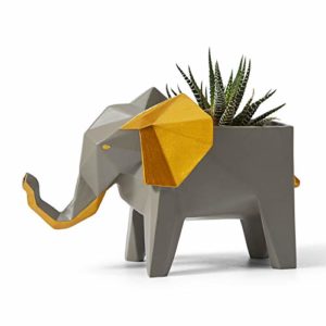 La Mejor Seleccion De Planta Pata De Elefante Precio Top Cinco